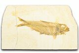 Detailed Fossil Fish (Knightia) - Wyoming #357542-1